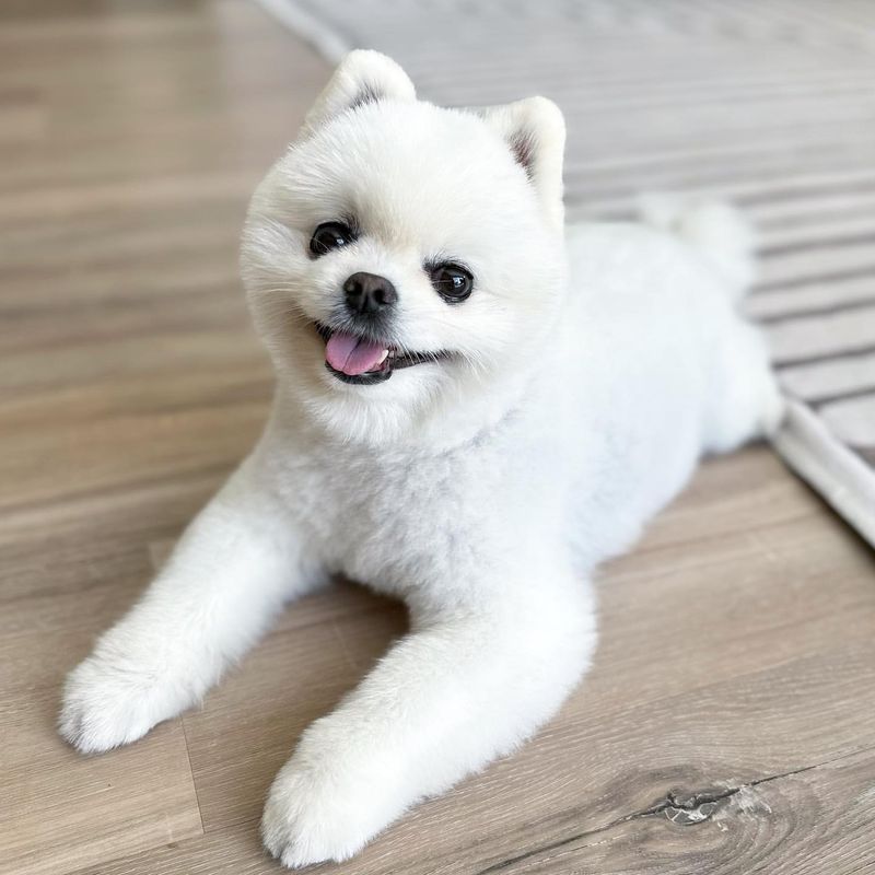 Pomeranian