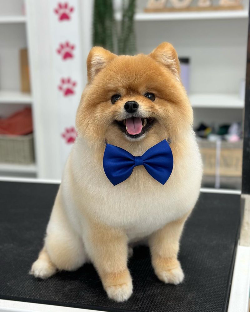 Pomeranian