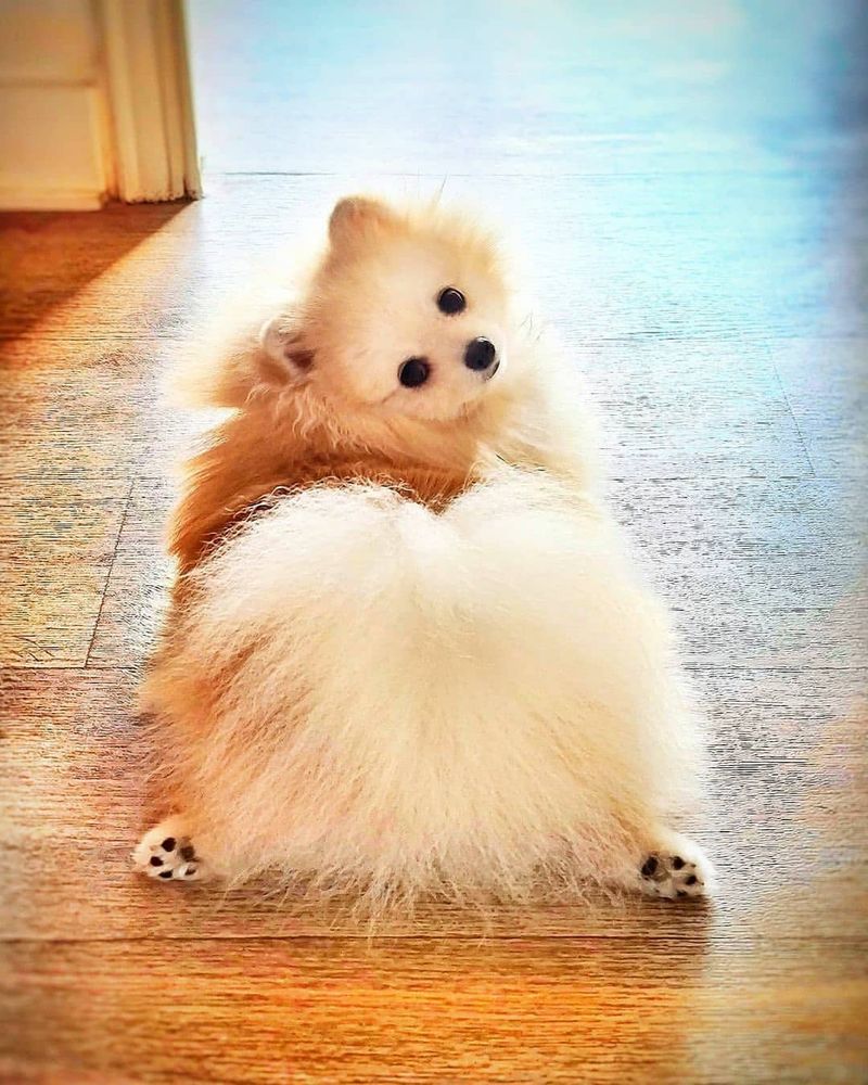 Pomeranian