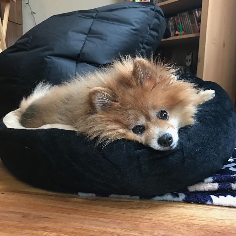 Pomeranian