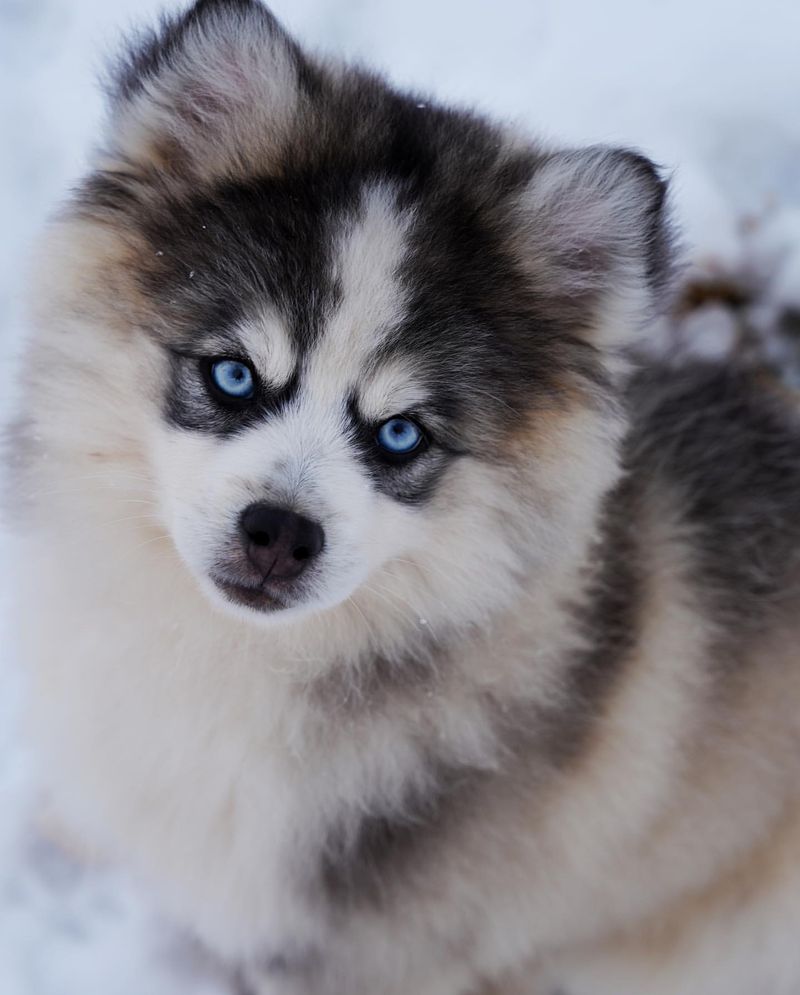 Pomeranian Husky (Pomsky)