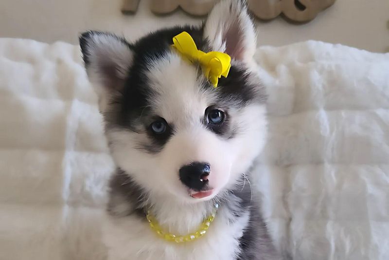 Pomsky