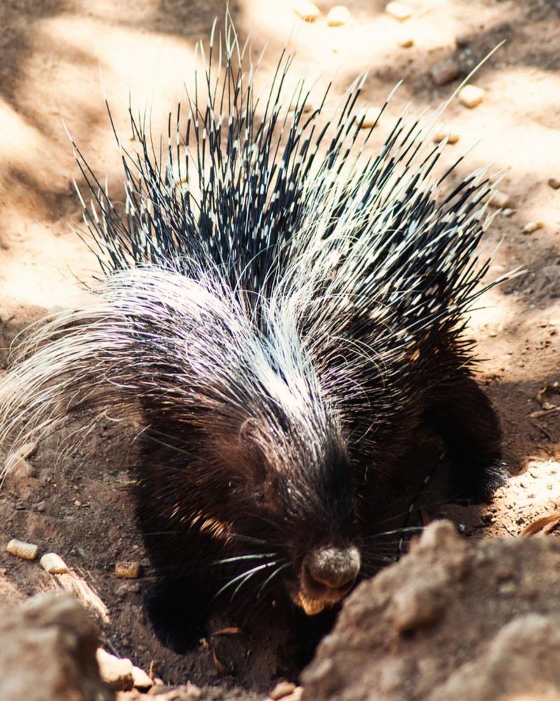 Porcupine