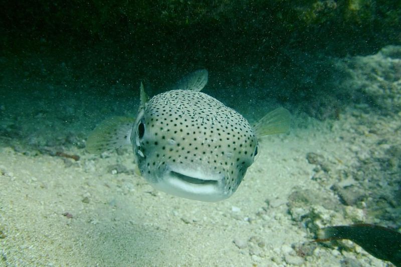 Porcupinefish