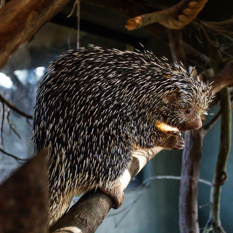 Porcupines Can Shoot Their Quills