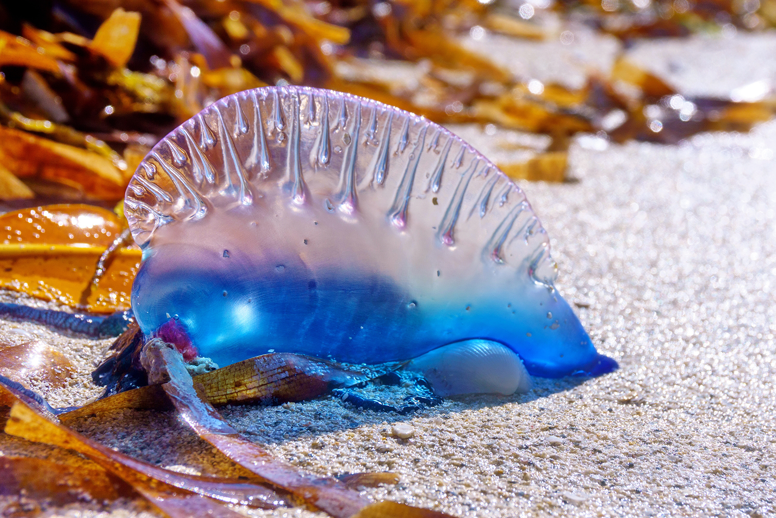 Portuguese Man O' War