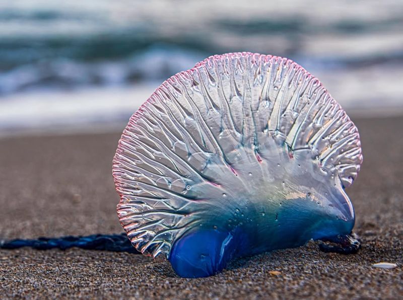 Portuguese Man O' War