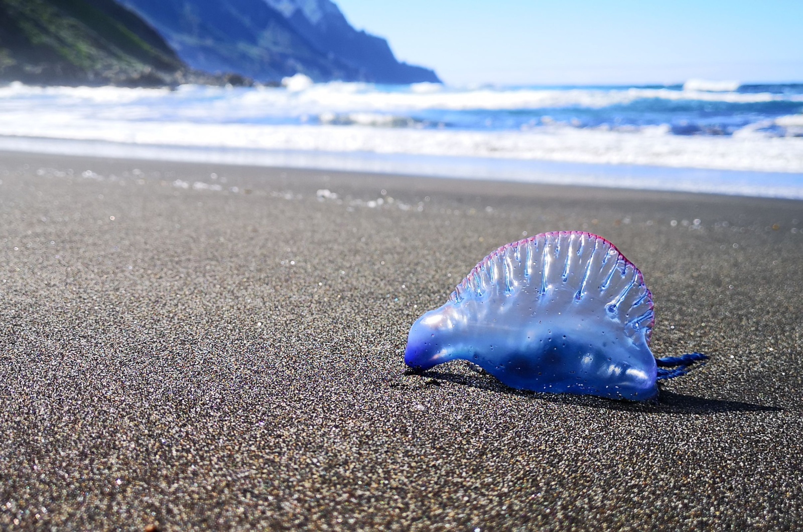 Portuguese Man O War