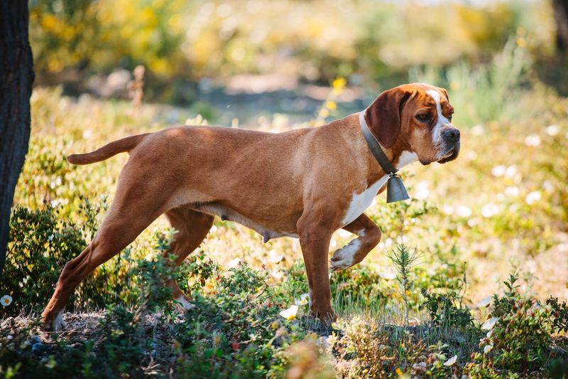 Portuguese Pointer