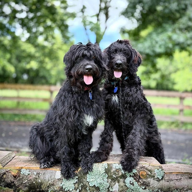 Portuguese Water Dog