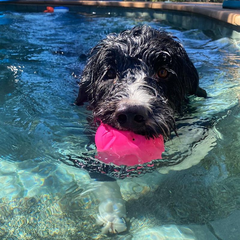 Portuguese Water Dog