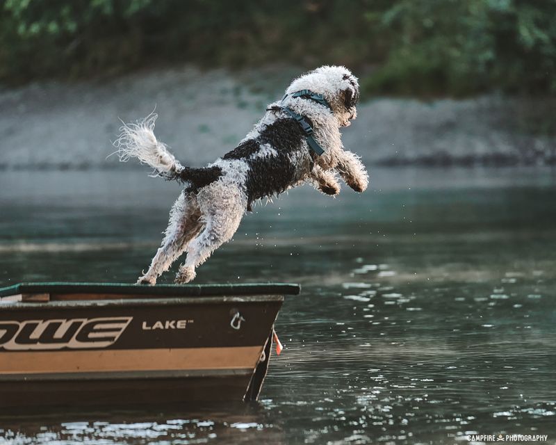 Portuguese Water Dog