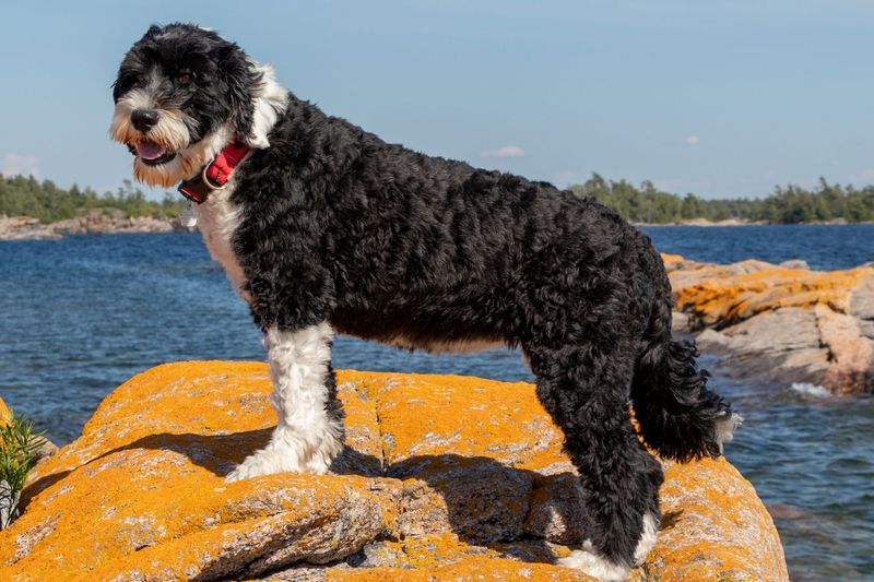 Portuguese Water Dog