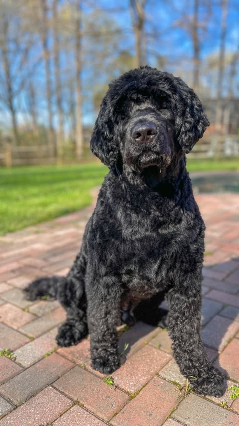 Portuguese Water Dog