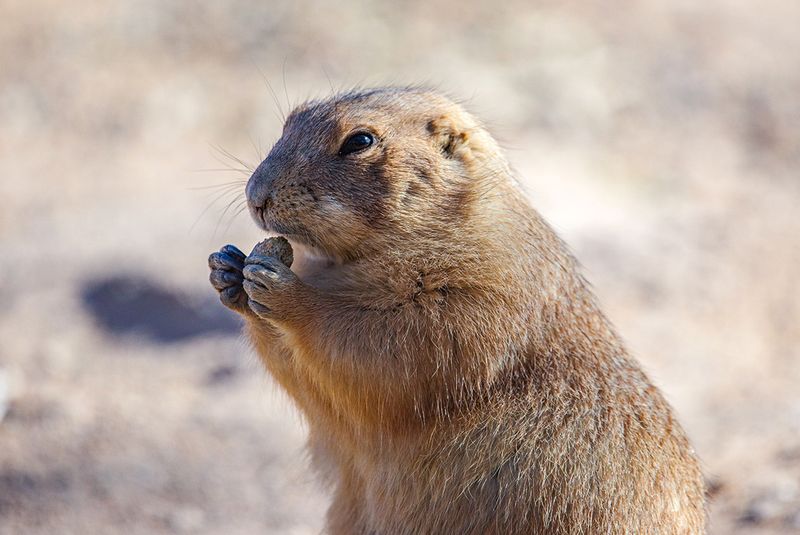 Prairie Dog