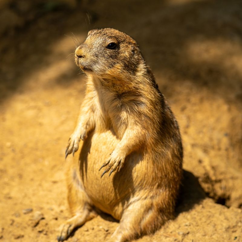 Prairie Dog