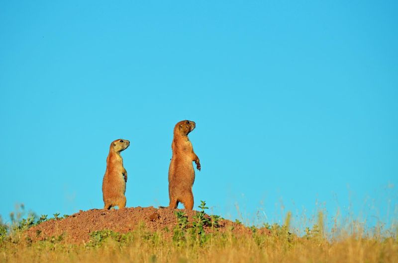 Prairie Dogs