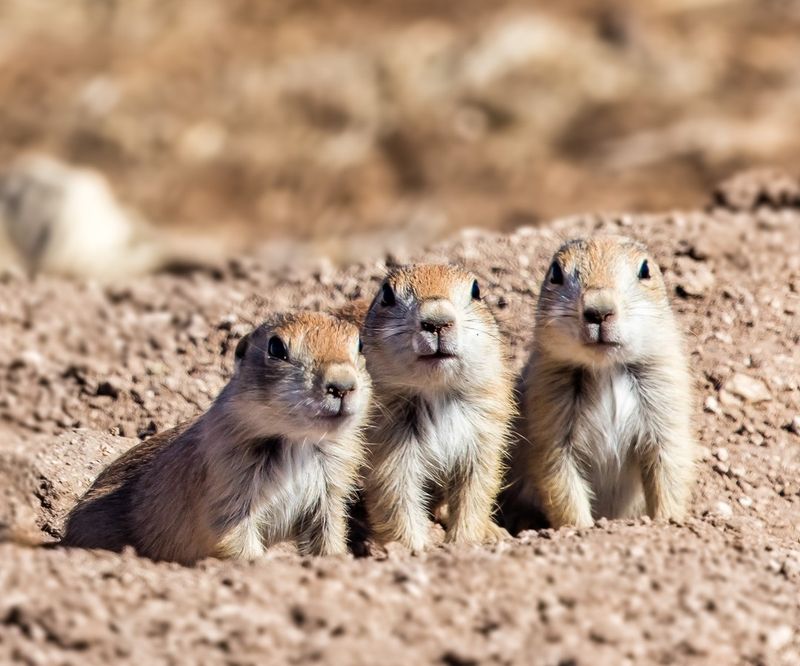 Prairie Dogs