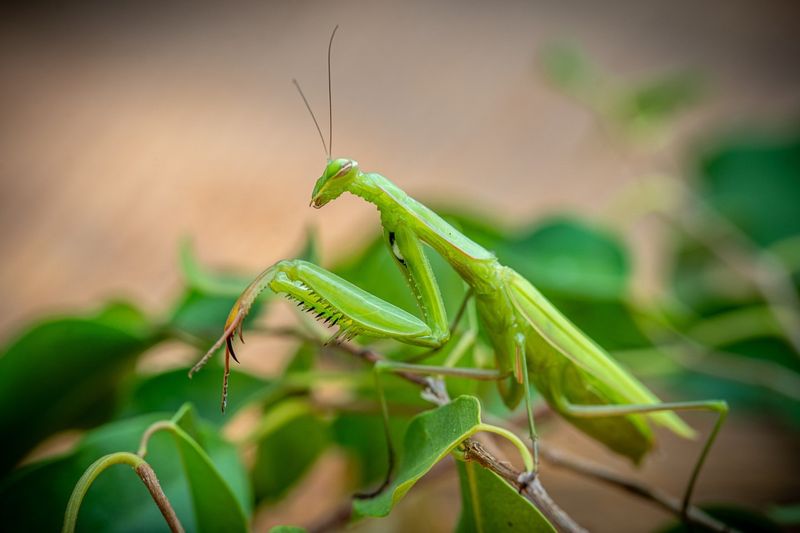 Praying Mantis