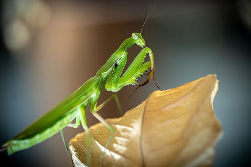 Praying Mantis