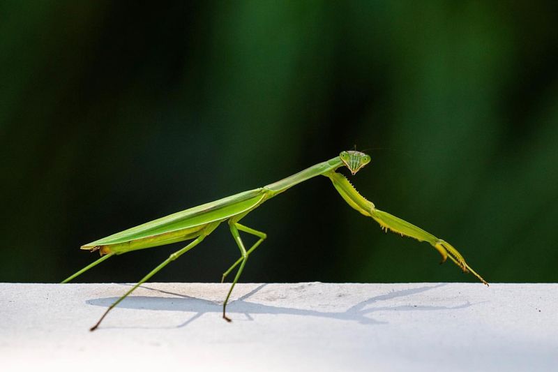 Praying Mantis