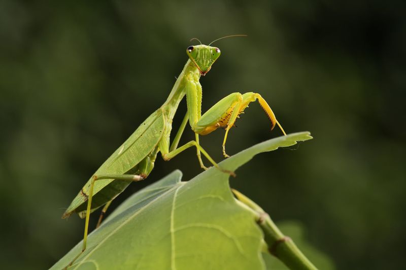 Praying Mantis