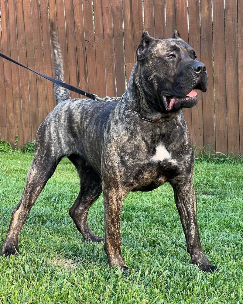 Presa Canario