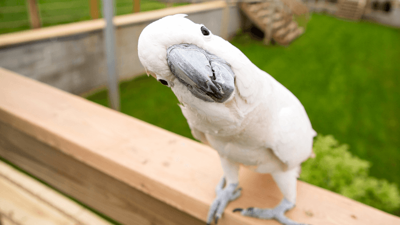 Pro: Birds Can Be Lifelong Friends