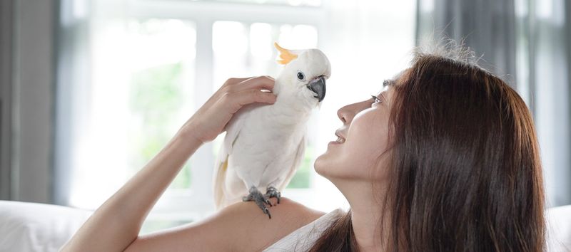 Pro: Birds Promote Social Interaction