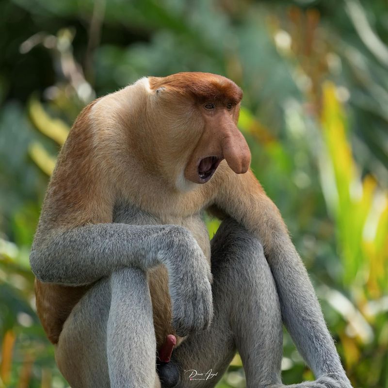 Proboscis Monkey