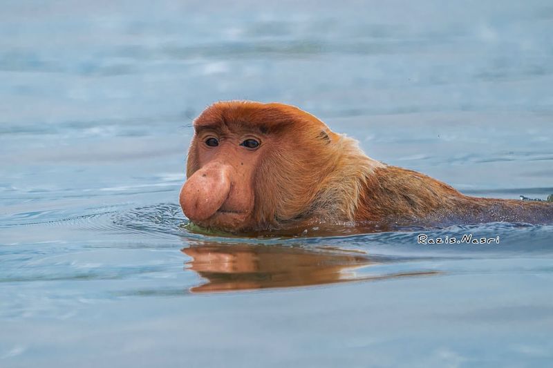 Proboscis Monkey