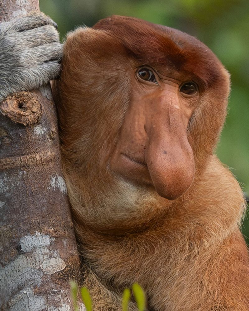 Proboscis Monkey