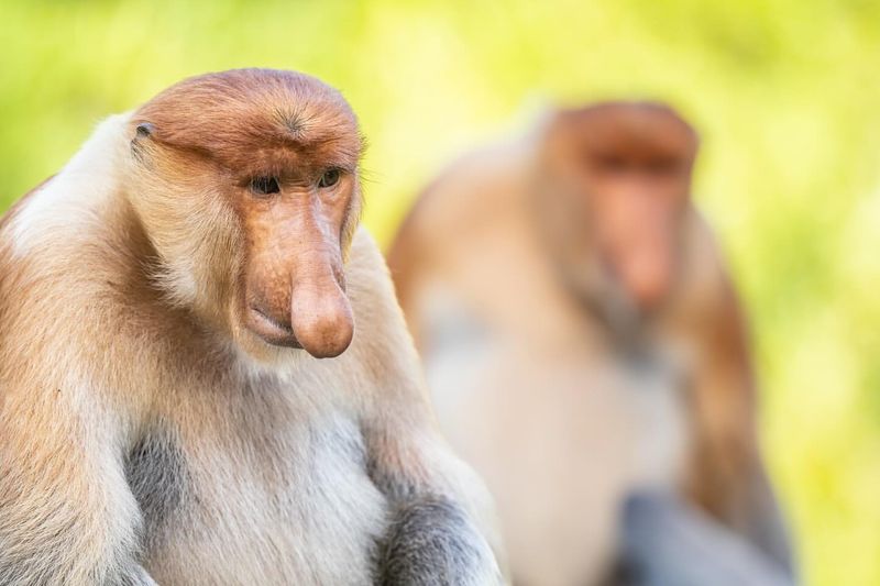 Proboscis Monkey in Borneo