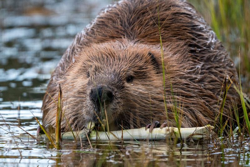 Promoting Beavers’ Activities