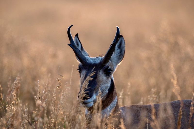 Pronghorn Antelope