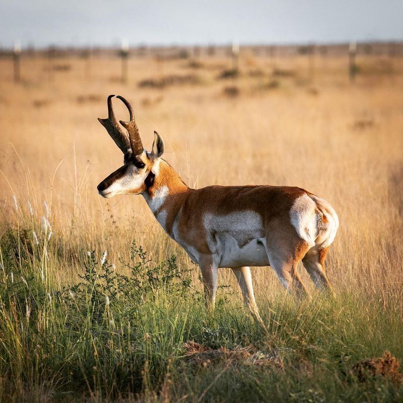 Pronghorn Antelope