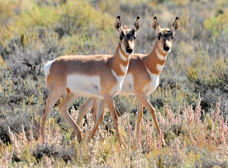 Pronghorn Antelope