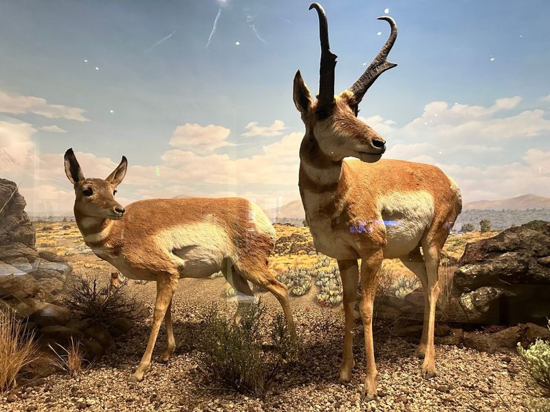 Pronghorn Antelope