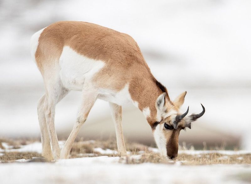 Pronghorn