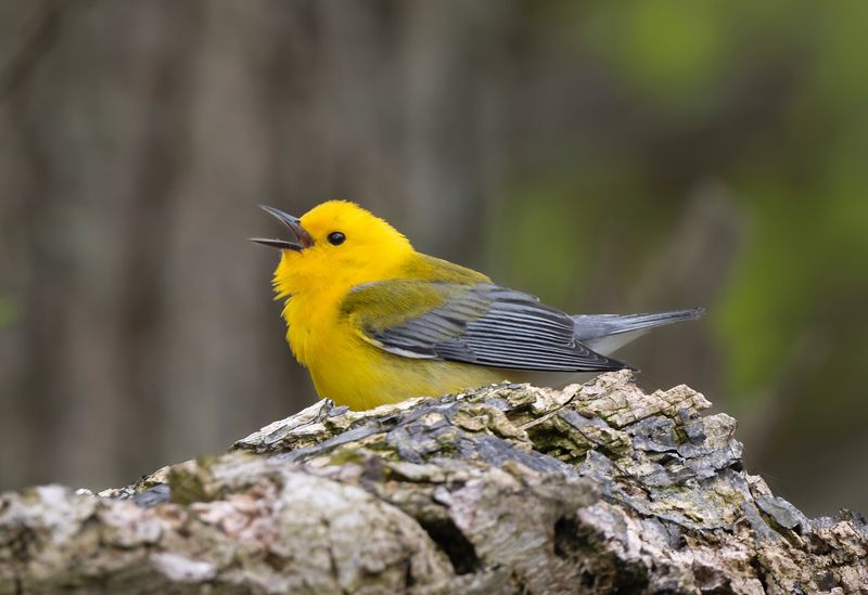 Prothonotary Warbler