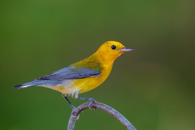 Prothonotary Warbler