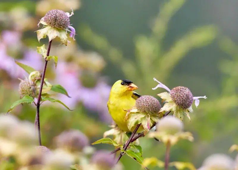 Provide Shelter with Native Plants