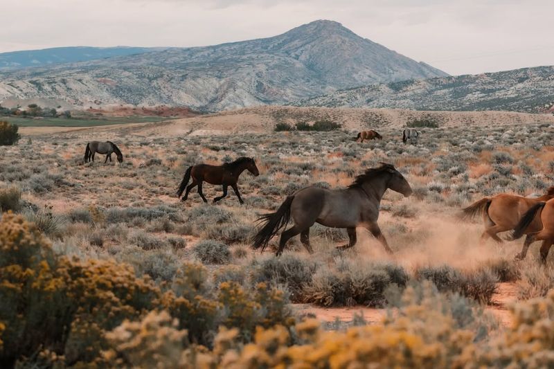 Pryor Mountains Wild Horse Range (Montana and Wyoming)