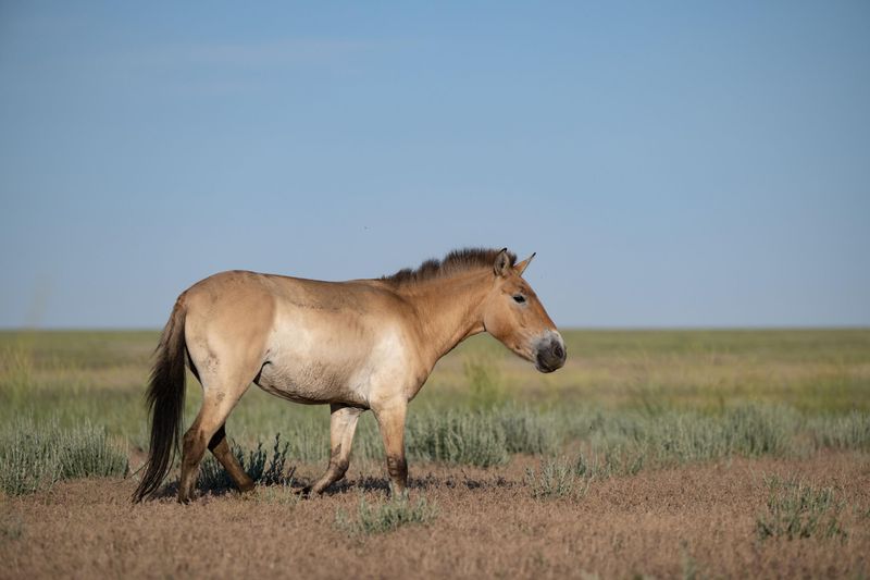 Przewalski's Horse