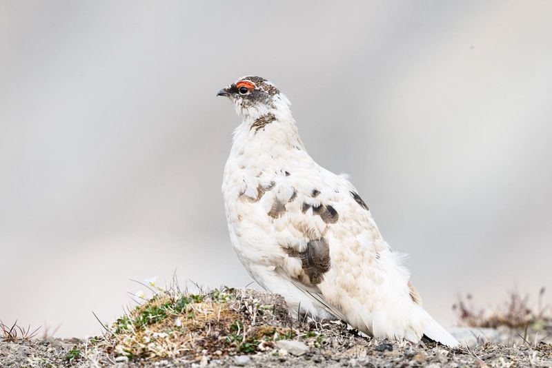 Ptarmigan