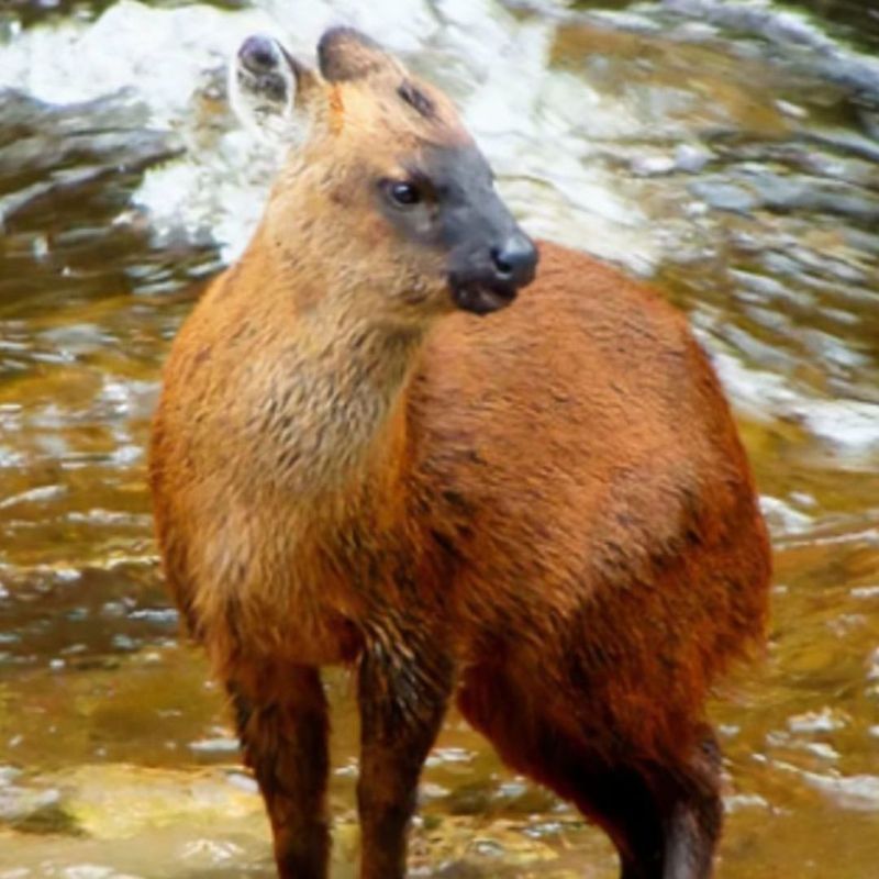 Pudella carlae (Peruvian Yungas Pudu)