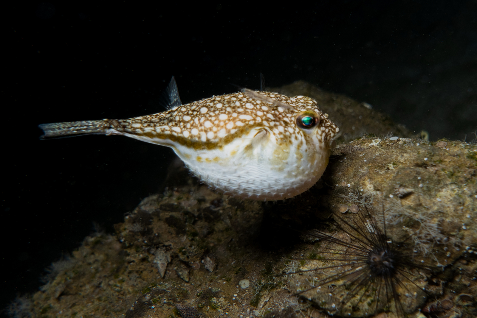 Pufferfish