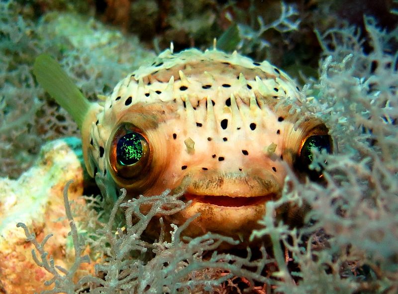 Pufferfish