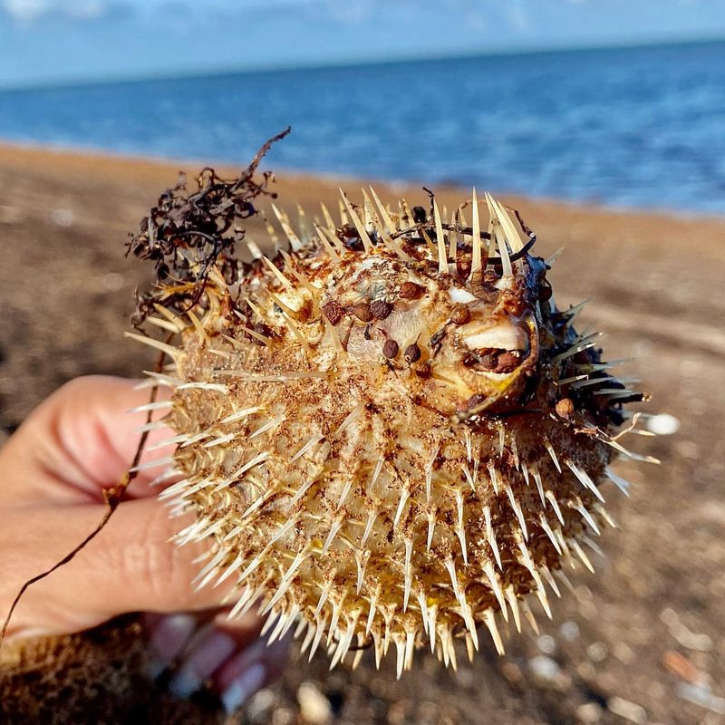 Pufferfish