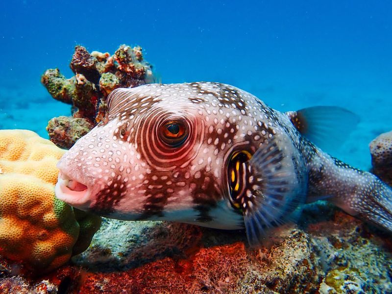 Pufferfish